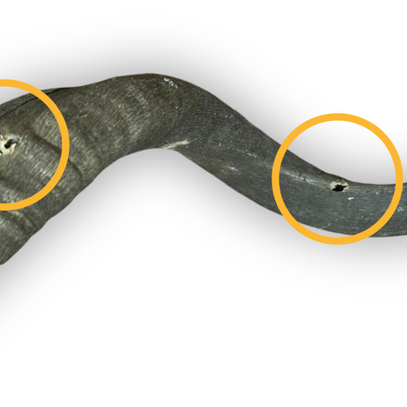 WHY DO TROPHEX DRILL SMALL HOLES IN ANTELOPE HORNS - AND WHY IT MATTERS FOR YOUR TROPHY.