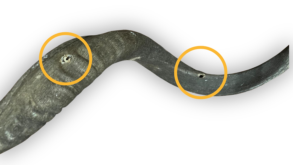 WHY DO TROPHEX DRILL SMALL HOLES IN ANTELOPE HORNS - AND WHY IT MATTERS FOR YOUR TROPHY.