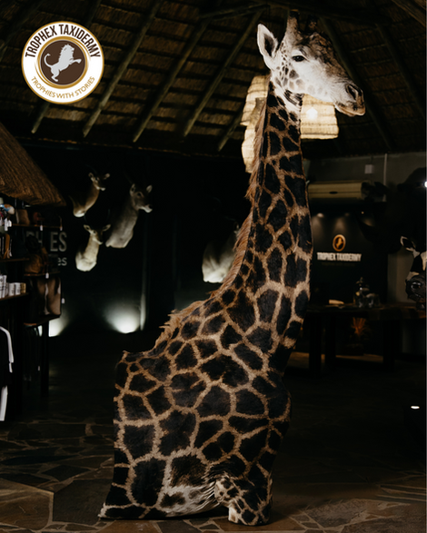 Giraffe half pedestal mount