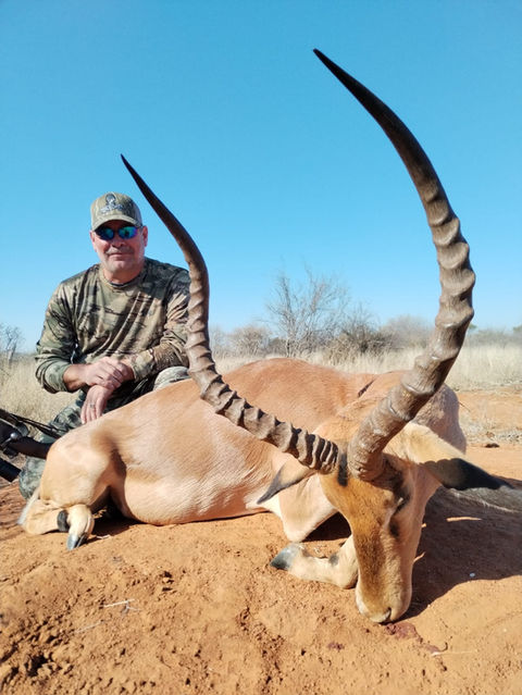 Impala trophy hunted with Shingani Safaris