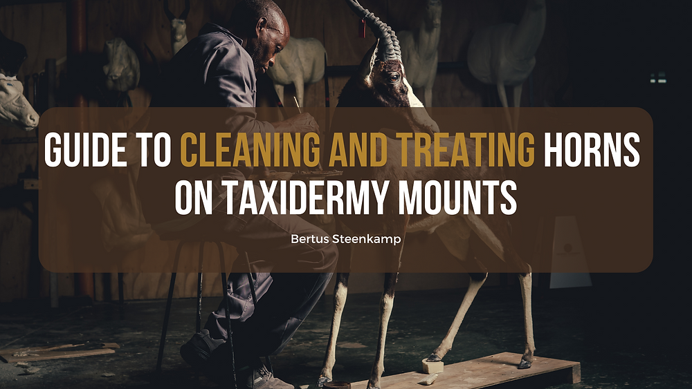 Guide to Cleaning and Treating Horns on Taxidermy Mounts