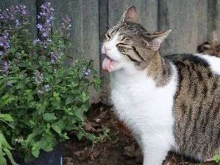 Catnip For Stress and Bronchitis