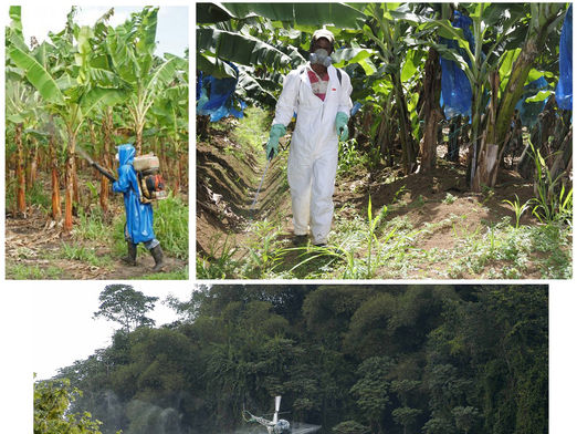 Myth About Bananas - Organic vs Conventionally Grown
