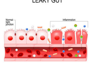 What is Gluten And Why is It Bad For The Body?
