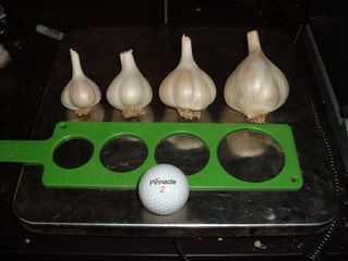 GARLIC BULB SIZING