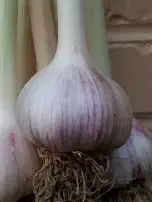 Thumbnail: Georgian Crystal Garlic