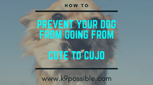 How To Prevent Your Happy Go Lucky Puppy From Becoming Reactive At the Age Of Maturity