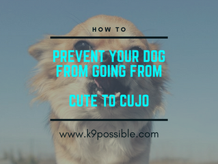How To Prevent Your Happy Go Lucky Puppy From Becoming Reactive At the Age Of Maturity