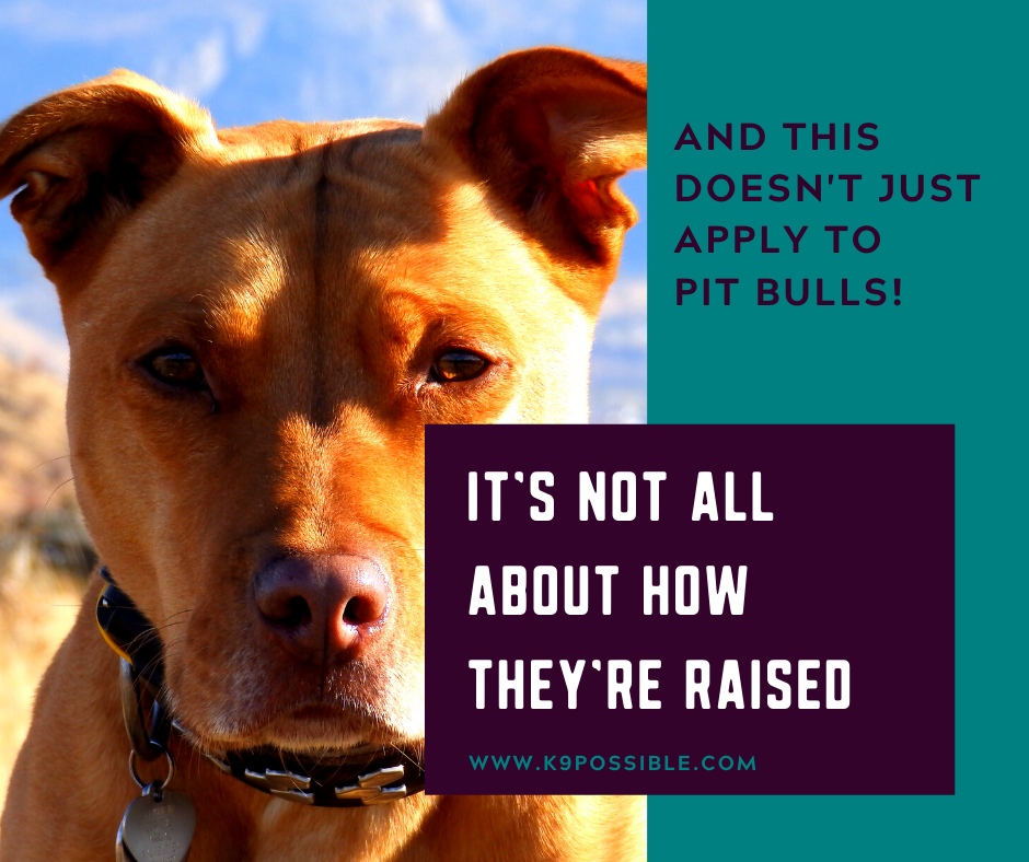 It S Not All About How They Re Raised And That Doesn T Just Apply To Pit Bulls