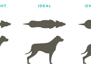 How Dog Food Can Create Anxiety In Your Dog