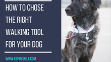 How To Chose The Right Walking Tool For Your Dog