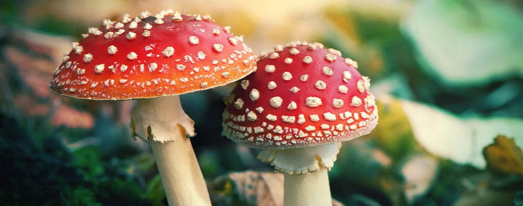 wild amanita mushrooms