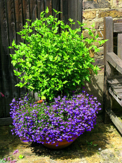 FLEURS DE LIS
