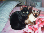 ペットの看取りを穏やかに。愛猫・愛犬との別れから学んだ大切なこと 前編No32