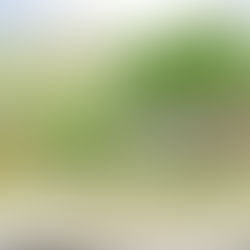 Livermore Homestead: an 1800's COLORADO HOMESTEAD with a story.