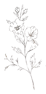 Poppy motif_edited.png