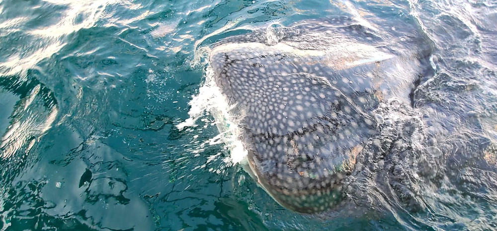 Whale_shark_purple_dive_nusa_penida