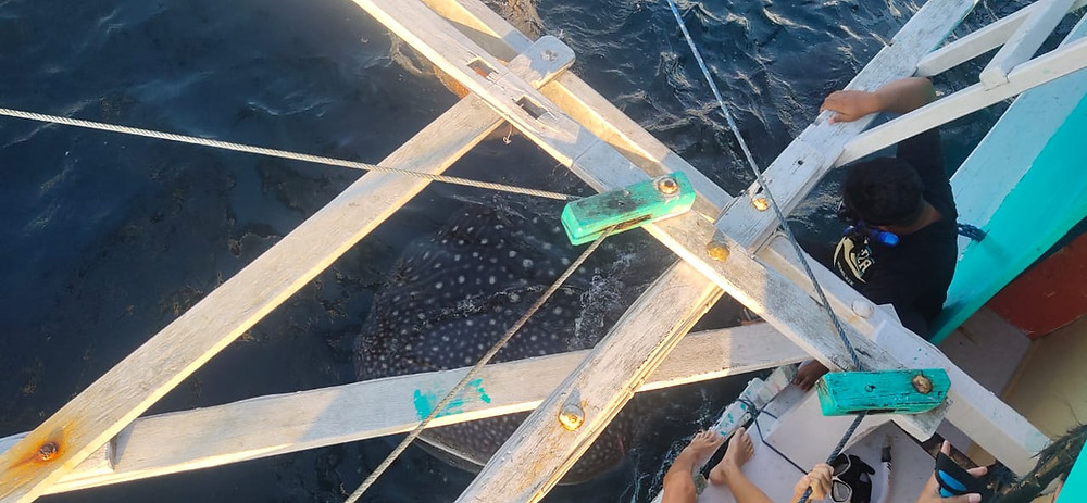 Whale_shark_diving_Bali