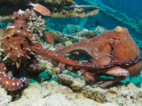 The dark world of Octopus sex: cross-dressing, erections, cannibalism and suicide.