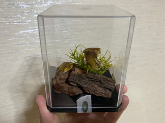 立体標本