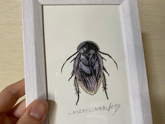 盛口満先生のルリゴキブリ画