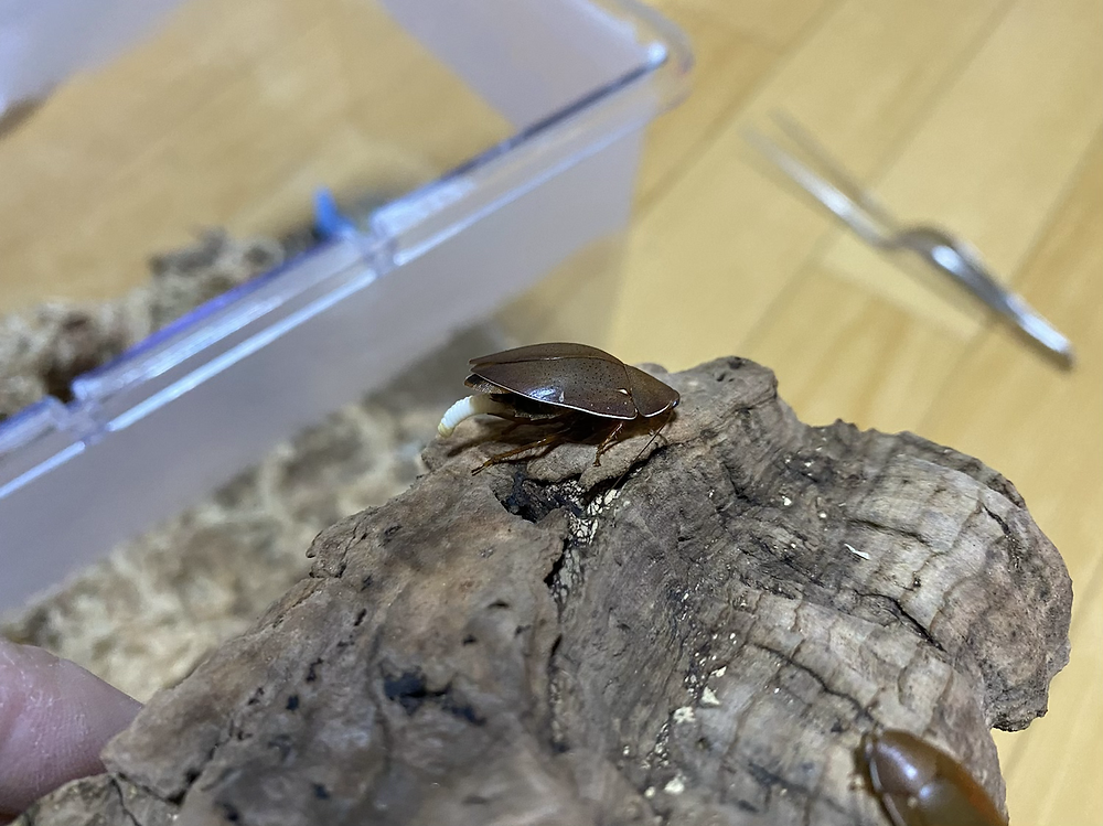 コモリゴキブリの卵鞘 コモリゴキブリの卵鞘