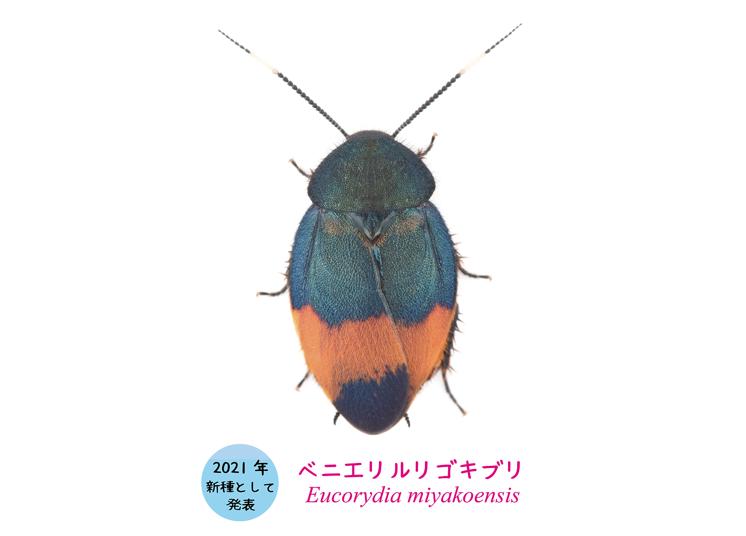 宮古島から新種のゴキブリを発見し 記載しました 宮古島から新種のゴキブリを発見し 記載しました