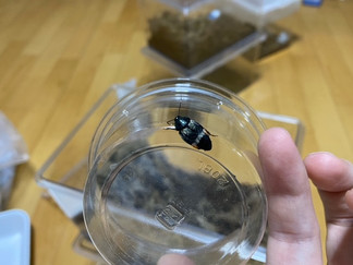 ルリゴキブリ属羽化ラッシュ