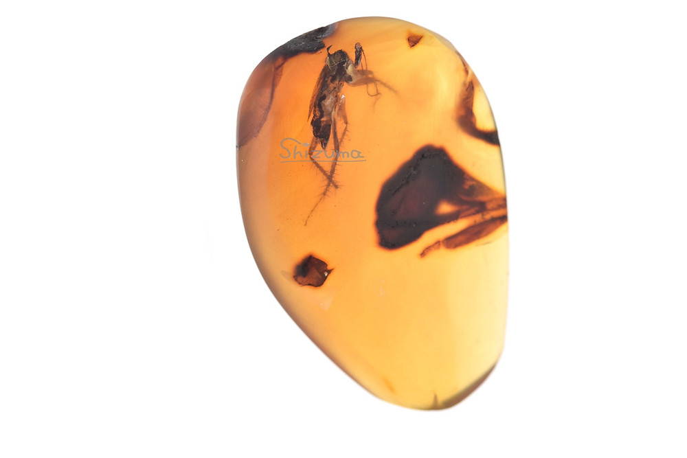 ゴキブリの琥珀