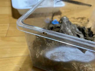 チビゴキブリの幼虫