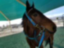 former racehorse adriatic moon in his new home