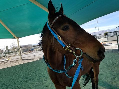 former racehorse adriatic moon in his new home