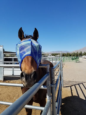 ex-racehorse adriatic moon with new fly mask