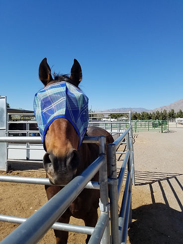 ex-racehorse adriatic moon with new fly mask