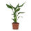 Thumbnail: Strelitzia Reginae - 12cm Pot