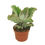 Thumbnail: Kalanchoe Beharensis - 10.5cm Pot