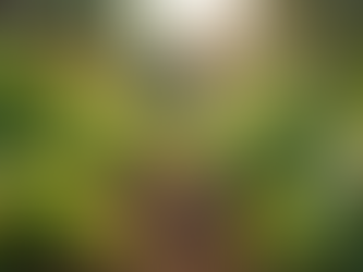 How Evolving Corners Supports Community Needs Effectively