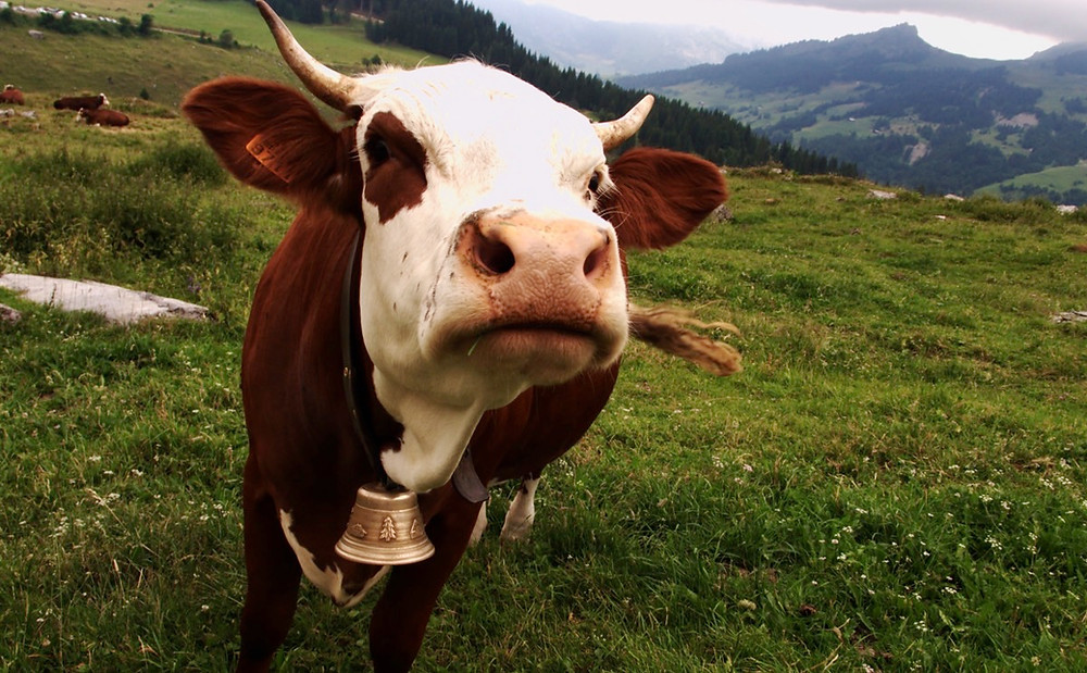 Overcoming Lower Milkfat