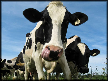 Healthy Cows During Transition