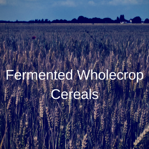 Fermented Wholecrop Cereals
