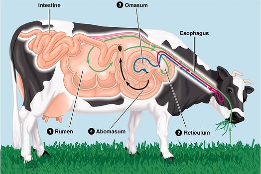 Calcium Soap For Dairy Cows