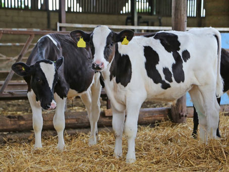 Some Key Principles For Successful Dairy Cattle Breeding