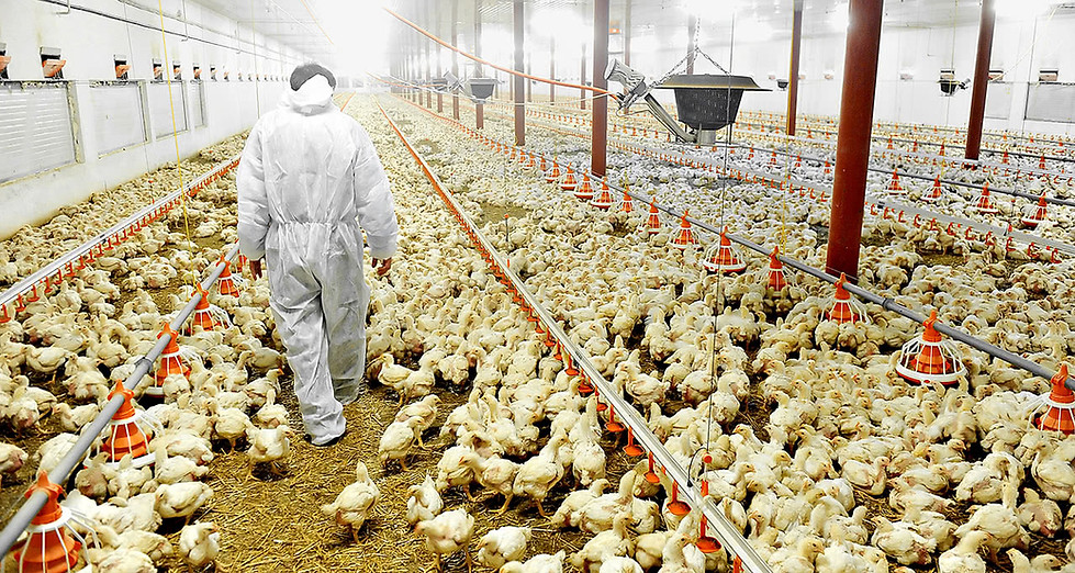 Nutrition Guide Of Broiler For High Quality Meat