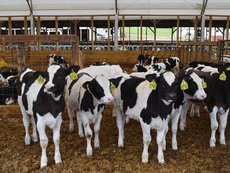 Some Thoughts On Post-Weaning Growth Slump