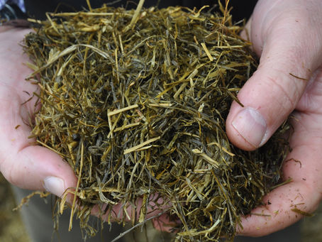 Some Tips To Survive Corn Silage Harvest