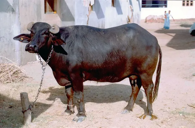 7 Important Breeds Of Indian Buffaloes