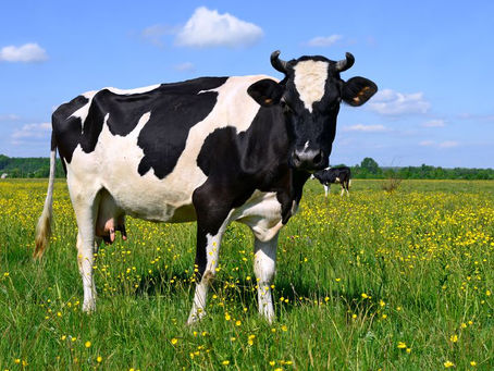 Feeding Lysine
