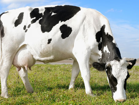 Evaluating Your Feeding Operation