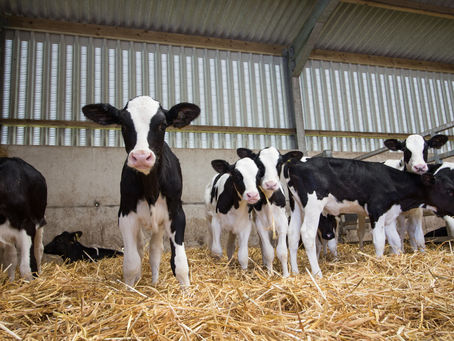 Feeding Calf Starter