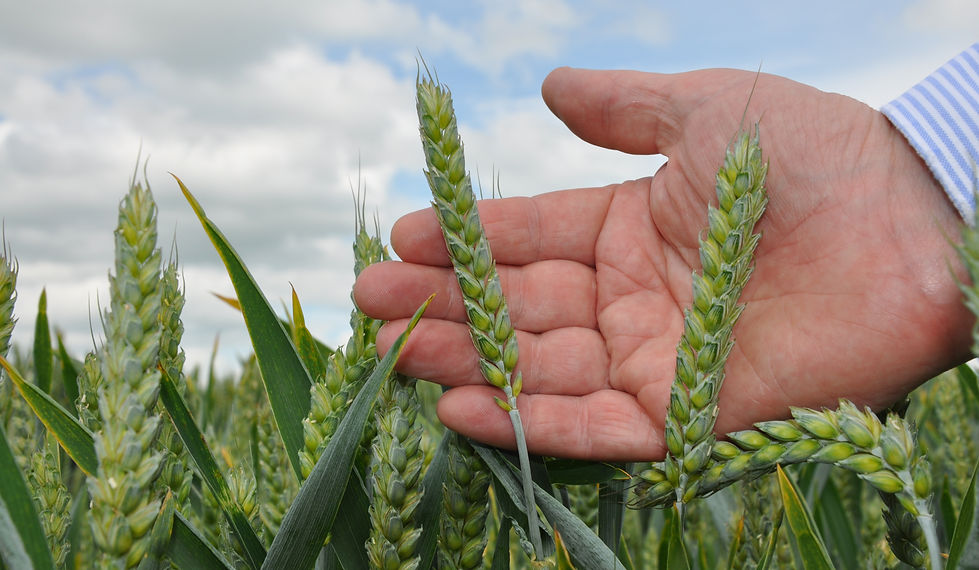 Fermented Wholecrop Cereals